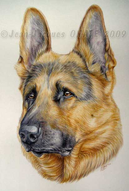 Portrait du Berger Allemand Yankee reprsent au crayon de couleur